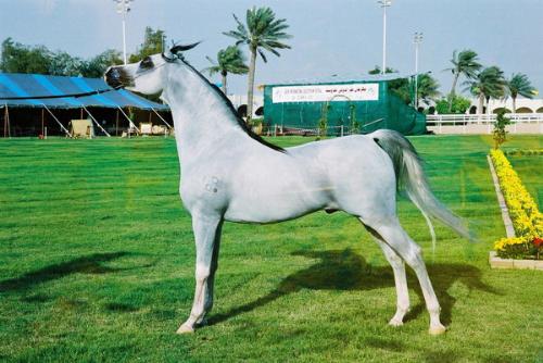 Arabian Horse - An Arabian Greyish White Horse in Qatar