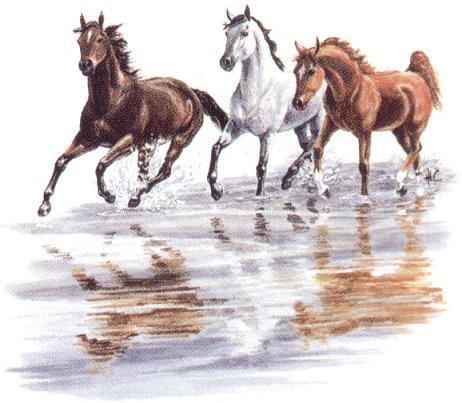 horses - A picture of three horses running along the sea