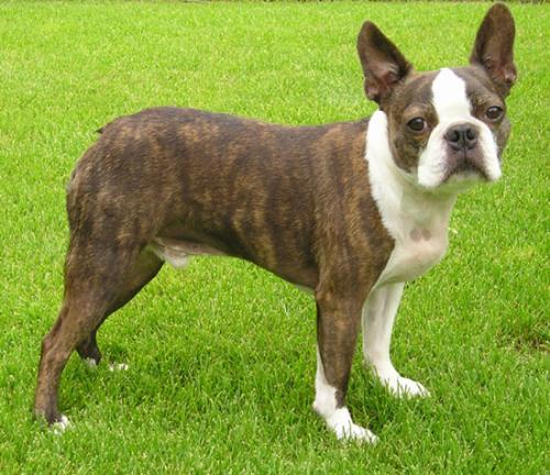 Dog - A Boston Terrier