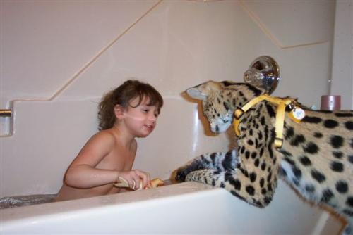 cat playing with a child in the bathtub - cat playing with a child in the bathtub