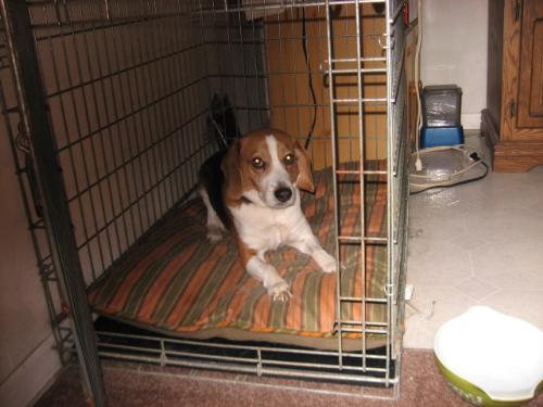 Ahhhh so peaceful looking - He loves his bed