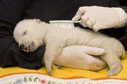Polar bear cub - A photo provided by the 'Tiergarten Nuernberg' zoo in Nuremberg on Friday, Jan. 11, 2008...