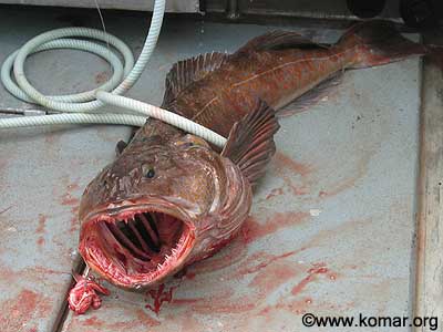 cod - a cod fish.