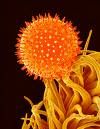 allergies - eradicate allergies soon