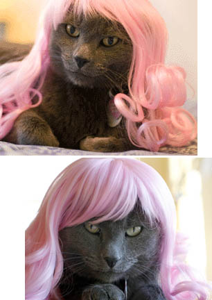 wigs for cats - wigs for cats 