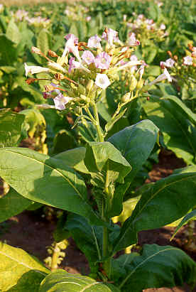 Tobacco - Tobacco plants