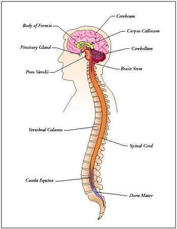 Central Nervous System - Central Nervous System-fair diaghram