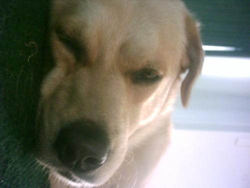 my road dog - bubba giving the look