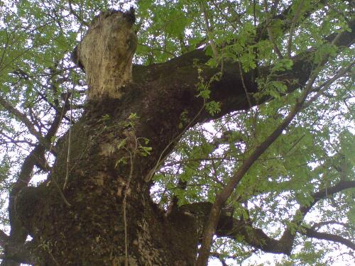 Tree - A picture of a tree taken below...
