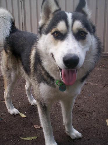 My Husky - Here is a picture of my baby Banjo, he doesn't handle the Australian summers well but we bought him a small children's pool which he loves