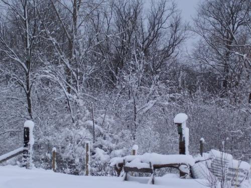 Snow - Snow in Michigan 1/1/2008 it covered everything, fences, trees, and bird house that has been abandoned for the winter.