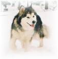 woof - boow woow