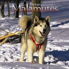 Out of titles , malamute pic - Woof