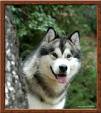 Another good malamute pic - A good malamute pic