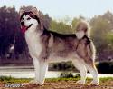 Another good malamute pic - Another pic of a great dog breed
