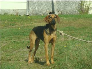 I Love My Dog! - This is a picture of the main guy in my life right now, my dog, Blue Seamus. 