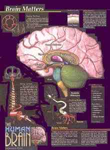 The human brain - Interesting information