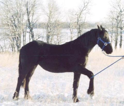 The Best Horse - One of the horses my sweety used to have.
