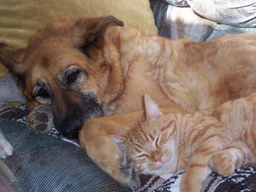 Tasha with Tigger - Tigger...one of two ginger marmalade twin males loved our dog Tasha and always snuggled up with her. The look of inner contentment on his face shows that! When my husband took Tasha to the vet to be put down I was at home with the other animals and Tigger let out a howl at the moment the vet gave her the needle to end her life. This picture is a gentle reminder that love knows no bounds.