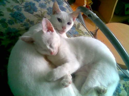 mom & son - A picture of my two cats, the boy kitty is lying on top of his mom. They were both sleeping on my bed when I disturbed them with the sound of the shutter.