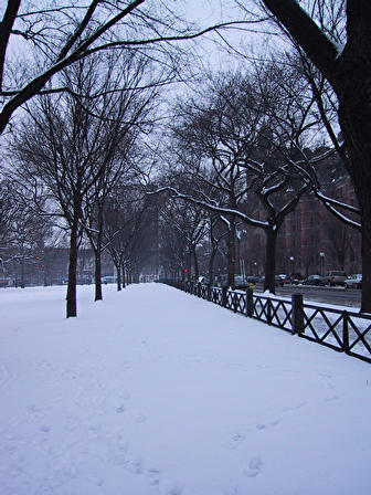 snow on tree-lined walk in winter - snow on tree-lined walk, taken after a heavy snowfall.

The snow is a soft cushioned layer blanket upon everything, thickly on the floor, and gently on the trees. 