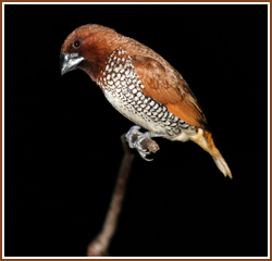 finches - this is a spice finch i have a male and female . i am trying to breed them