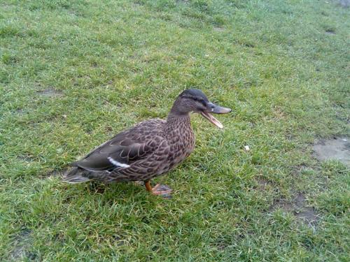 A spring day - A duck waddles around on a nice spring day