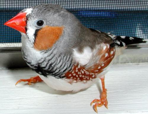 zenra finch - this is my male zebra finch i have a pair also
