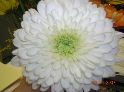 FLower - Flower