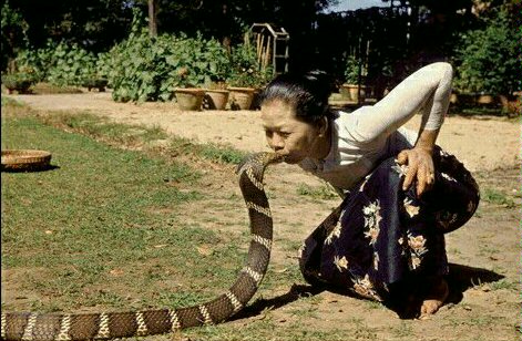 Kiss King cobra. - A Burmese woman kissing king cobra.