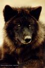 Black Wolf - Picture my son found for me on the internet.