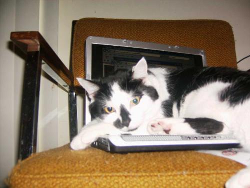 Mooch Kittuskattus - Mooch on the laptop