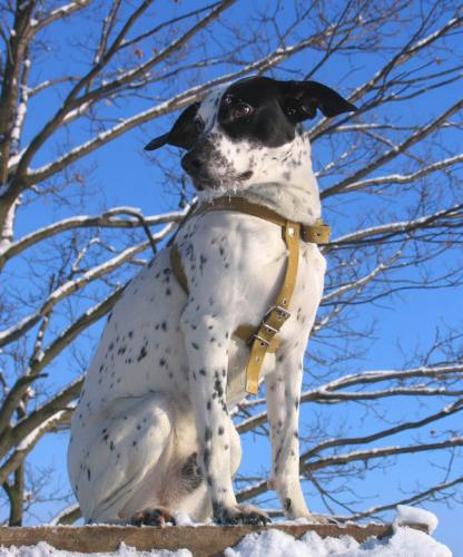 dog - my dog, it's name is Chaplin