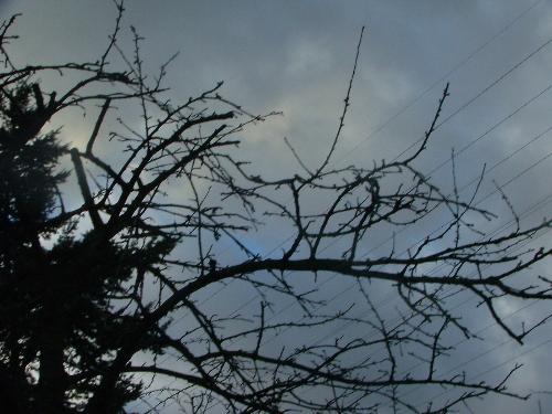 Spring - Buds starting on the fruit tree.