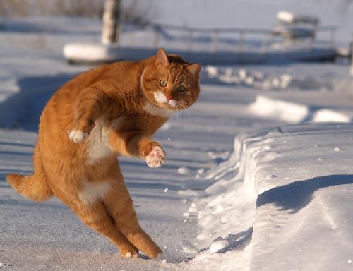 snowboard kitty lost board - kitty in the snow