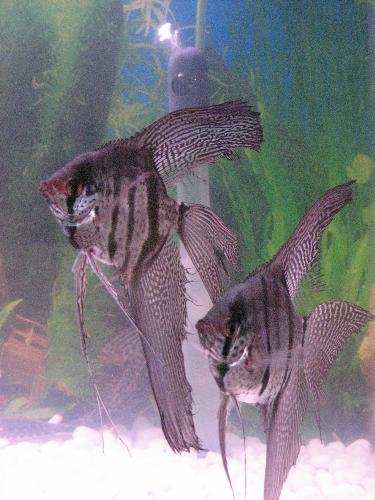 My fish - My pets.