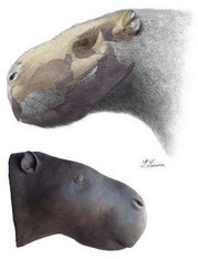 rodent - Reuters Photo: An artist's impression of a giant 2,000 pound rodent that lived 2 to 4 million... rodent - Reuters Photo: An artist's impression of a giant 2,000 pound rodent that lived 2 to 4 million...