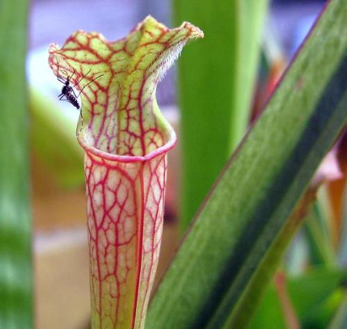 S. Oreophilla x leucophylla  - S. Oreophilla x leucophylla  pitcher plant hybrid