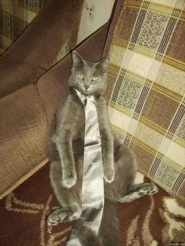Cats - Cat with matching silk tie