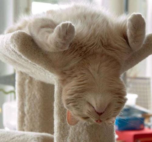 Cats - Looks the same this way