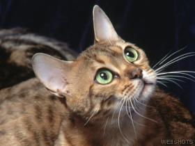 Cats - Samara