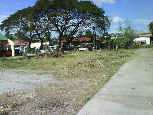 Beauty of Trees - Can you see the beauty of the trees despite the ugly sight in this photo?