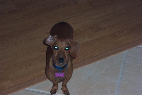 Aren't I so cute?? - Lizzie, my mommie's baby!! Picture of Samson, the new brother...coming soon!