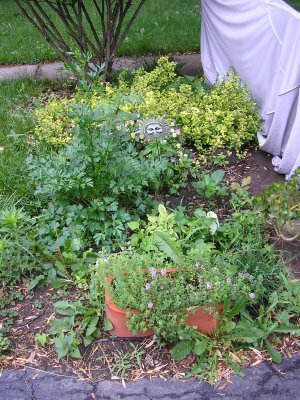 Quiet GM Rebellion - Millions of gardeners are launching a Quiet GM Rebellion in their backyards.