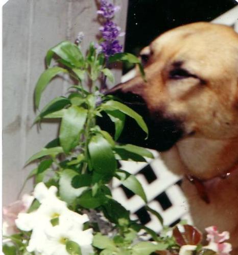 Tasha enjoying the garden with me - This is a photo of Tasha in the garden with me...smelling the flowers. She was my loyal companion and always followed me everywhere. When I was in the garden she'd plop down beside me close to wherever I was working. Being out there this Spring will not feel the same without my beloved Tasha there...but I do know she will be there in spirit because she loved being out there.