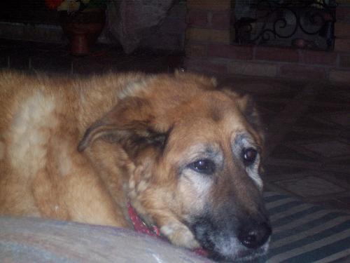 Our soul weary dog Tasha - This photo shows how soul weary our 15 1/2 year old Lab/Shepherd dog Tasha actually was. It was about an hour before my husband David took her on her last ride to the vet to cross the Rainbow Bridge.