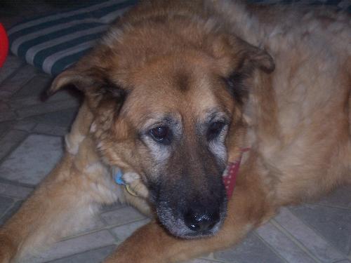 Tasha...waiting for her time to go - On the day we had to have our dog Tasha put down she knew. This photo was of her marking time before her final exit. Her eyes are tired...and the spark she once had is gone.