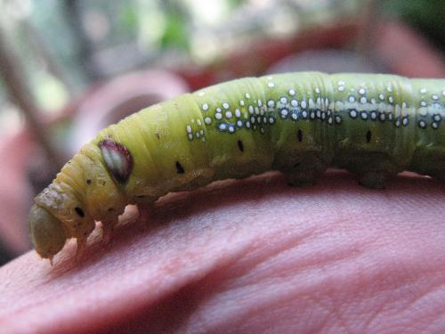 My Pet - My pet. My newest pet.
