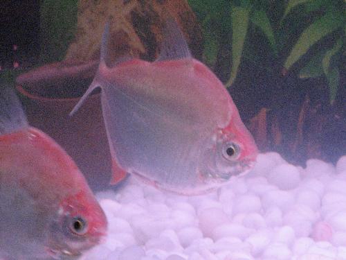 My pet - My pets. They are dollors.