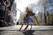 doggie - Reuters Photo: Snoopy, adorned with a Greek flag, barks at participants in the Greek-American Independence Day Parade...